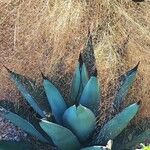 Agave parryi Flower