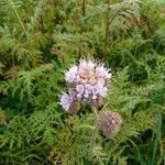 Phacelia tanacetifolia 花