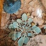 Physaria chambersii Corteza