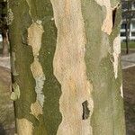 Platanus × hispanica Bark