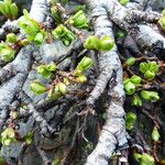 Salix retusa 葉