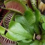 Dionaea muscipula পাতা