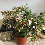 Bryophyllum manginii Çiçek