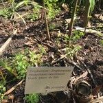 Hedychium coccineum Kora