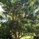 Pinus densiflora Yeri