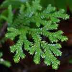 Selaginella substipitata Leht