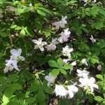 Rhododendron schlippenbachii Feuille