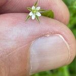 Moehringia trinervia 花