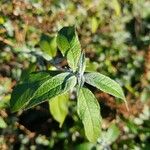 Buddleja globosa पत्ता