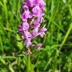 Dactylorhiza incarnataFlower