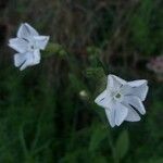 Nicotiana quadrivalvis Flor