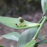 Ruscus aculeatus Blad