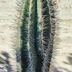 Pachycereus pringlei Kabuk