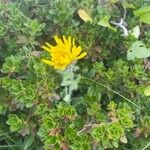 Hieracium villosum Flor