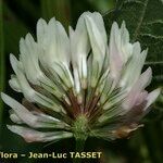 Trifolium michelianum Цвят