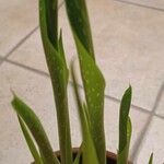 Zantedeschia albomaculata ഇല