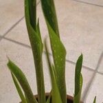 Zantedeschia albomaculata Ліст