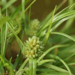 Juncus capitatus 花