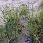Cyperus laevigatus Hábito