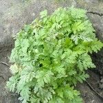 Tanacetum parthenium Folha