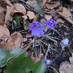 Hepatica nobilis Fleur