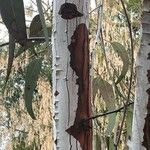 Eucalyptus caesia 樹皮