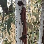 Eucalyptus caesia 树皮