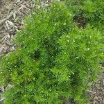 Tagetes filifolia Blatt