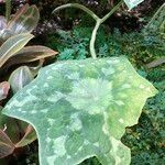 Podophyllum cv. 'Kaleidoscope' Fulla