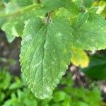 Nepeta grandiflora Leaf