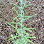 Pseudognaphalium undulatum Vivejo