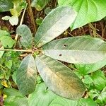 Vitex doniana Leaf