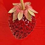 Fragaria × ananassaFruchs