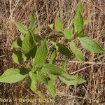 Echium stenosiphon ᱛᱟᱦᱮᱸ