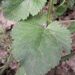 Erodium malacoides Foglia