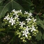 Cnidoscolus aconitifolius Flower