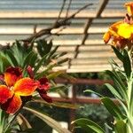 Erysimum × cheiri Kvet