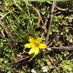 Gagea bohemica Flower