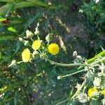 Sonchus asperLorea