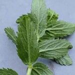 Veronica teucrium Blatt