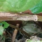 Pilea pumila Bark