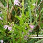 Scutellaria minor Costuma