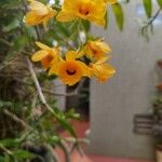 Dendrobium chrysotoxum Flower