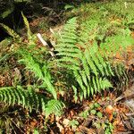 Dryopteris remota Habitus