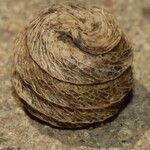 Medicago scutellata Fruto
