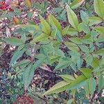 Nandina domestica Leaf