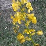 Cyrtopodium andersonii Kukka