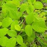 Rubus nigricans Leaf