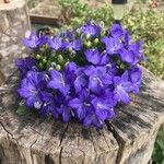 Campanula carpaticaFlower