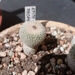 Epithelantha pachyrhiza Агульны выгляд